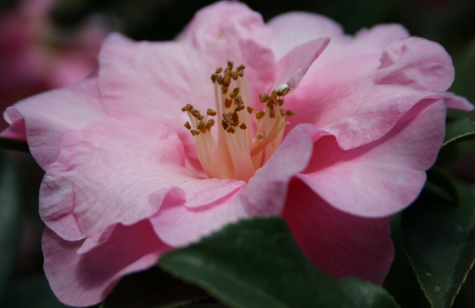 [flower+pink+ecu.jpg]