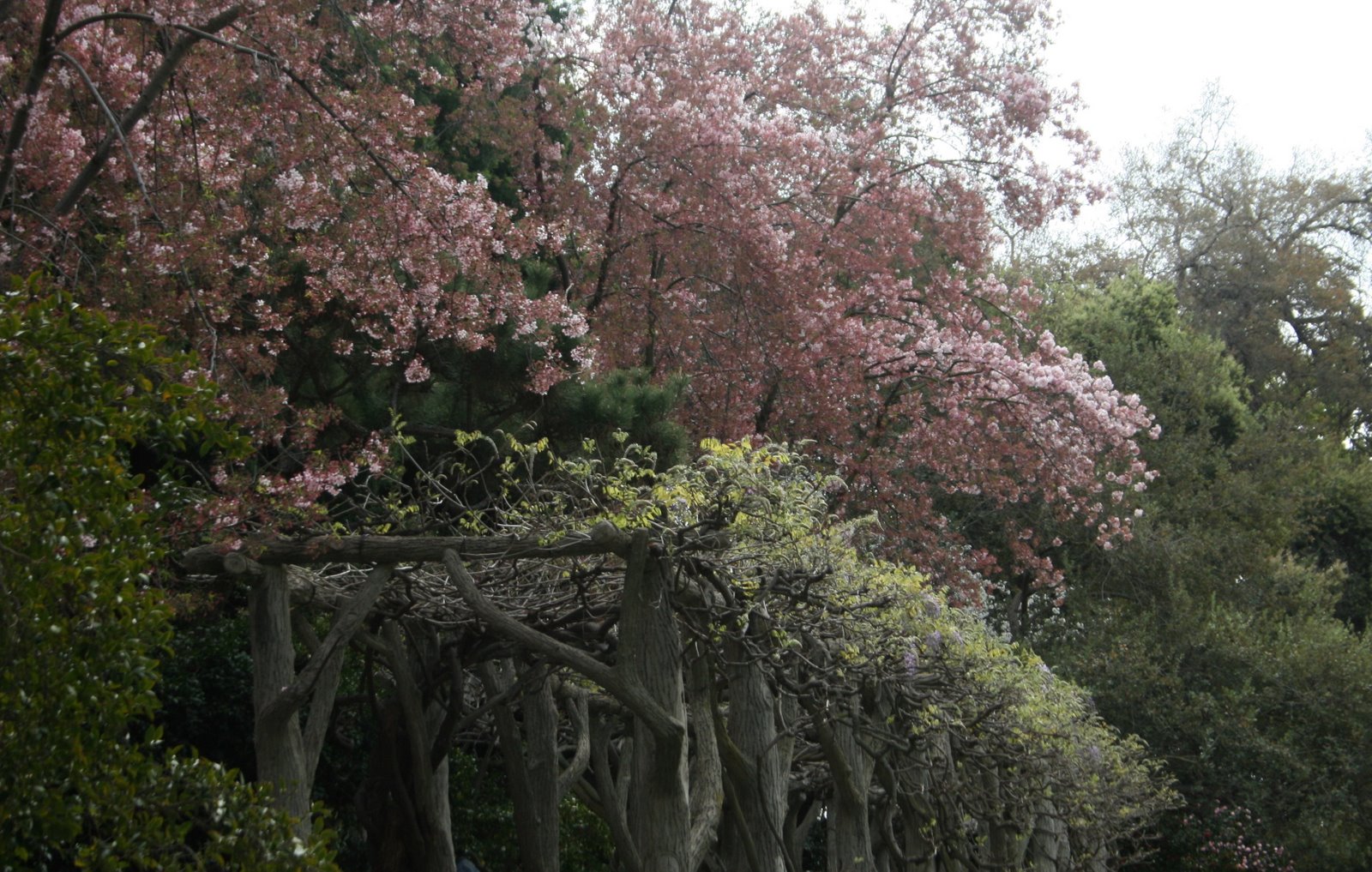 [cherry+blossom+corridor.jpg]