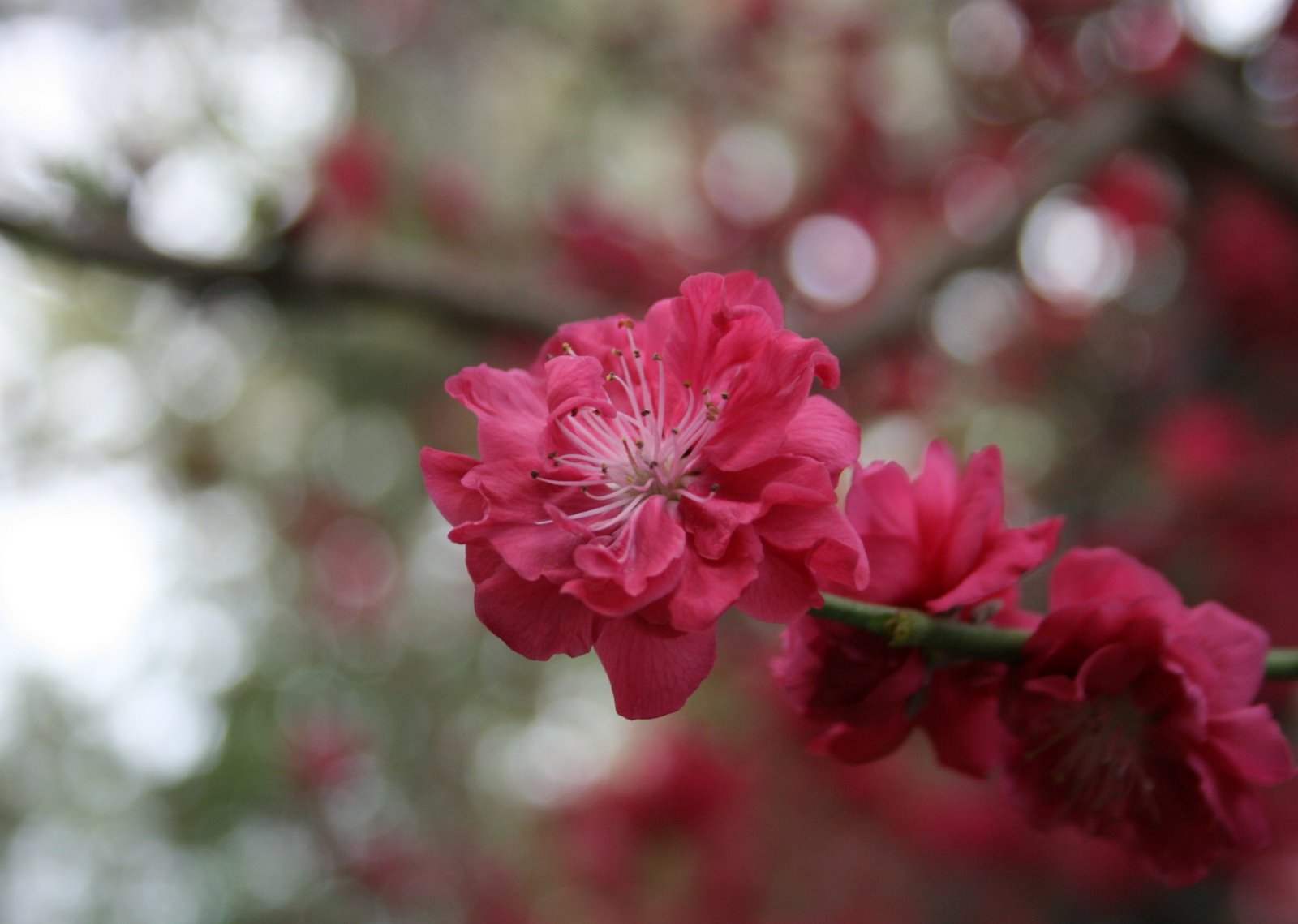 [cherry+blossom+ecu.jpg]
