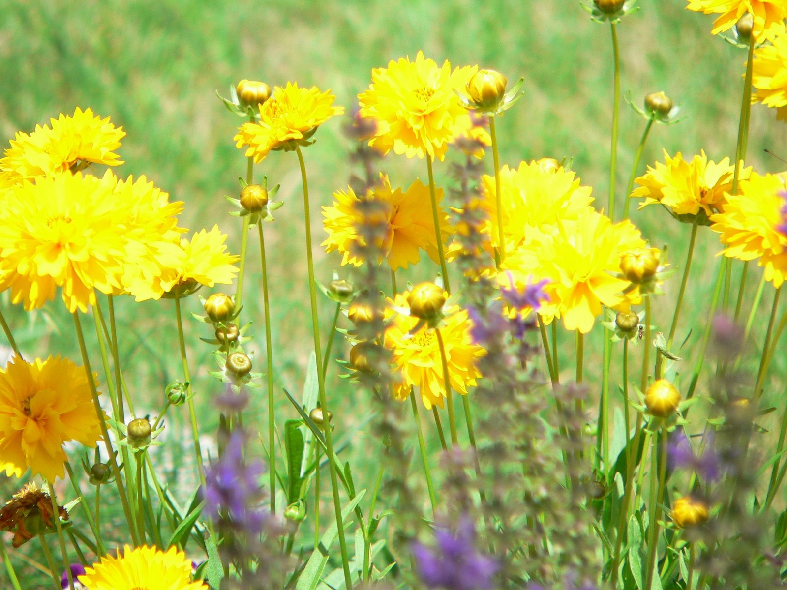 [yellowflowers.jpg]