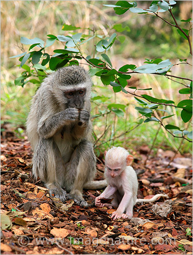 Vervet Monkey (Chlorocebus pygerythrus) with albino baby