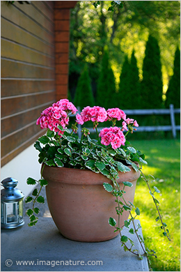 Pot with pink geranium flowers