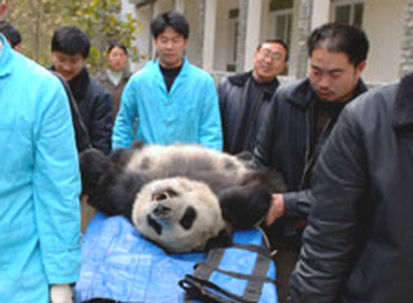 [panda-artificial-insemination.jpg]