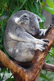 [sleeping+koala.JPG]