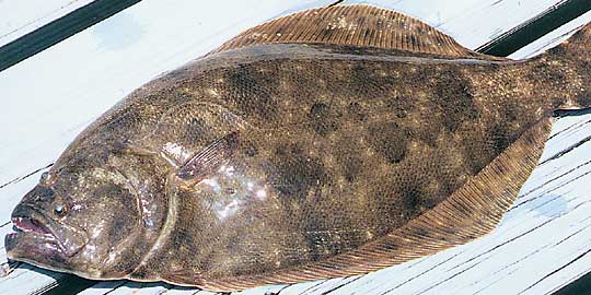 [Flounder-59-Fish.jpg]