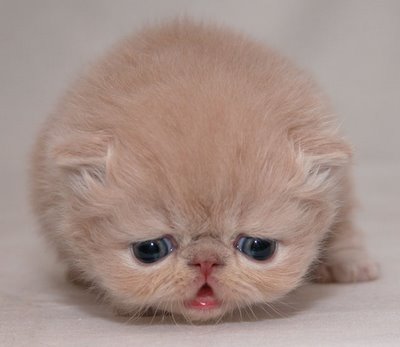 [cute-sad-kitten02.jpg]