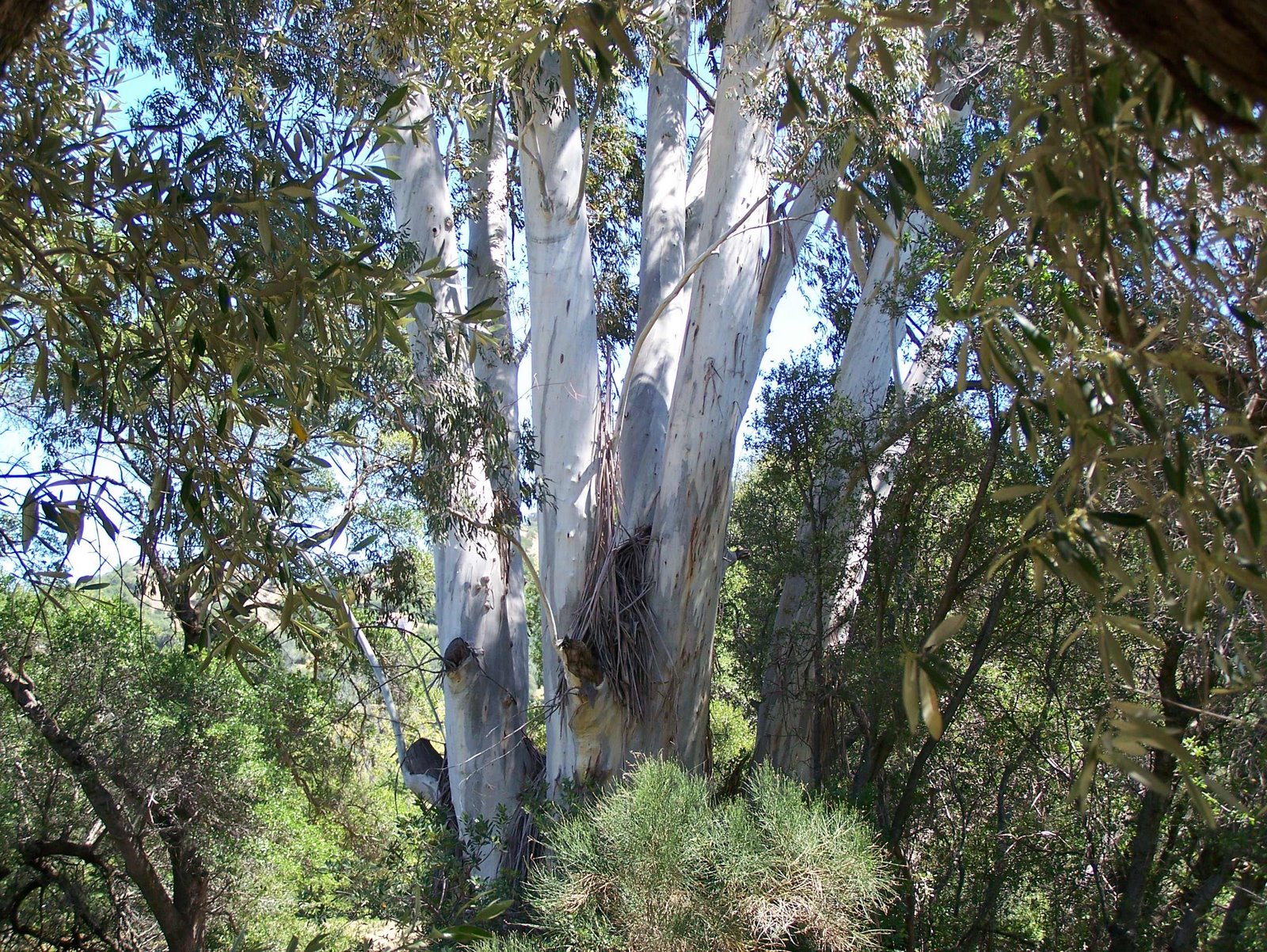 [Eucalyptus.jpg]