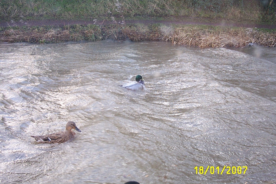 [Jan+2007+090+Surfing+Ducks.jpg]