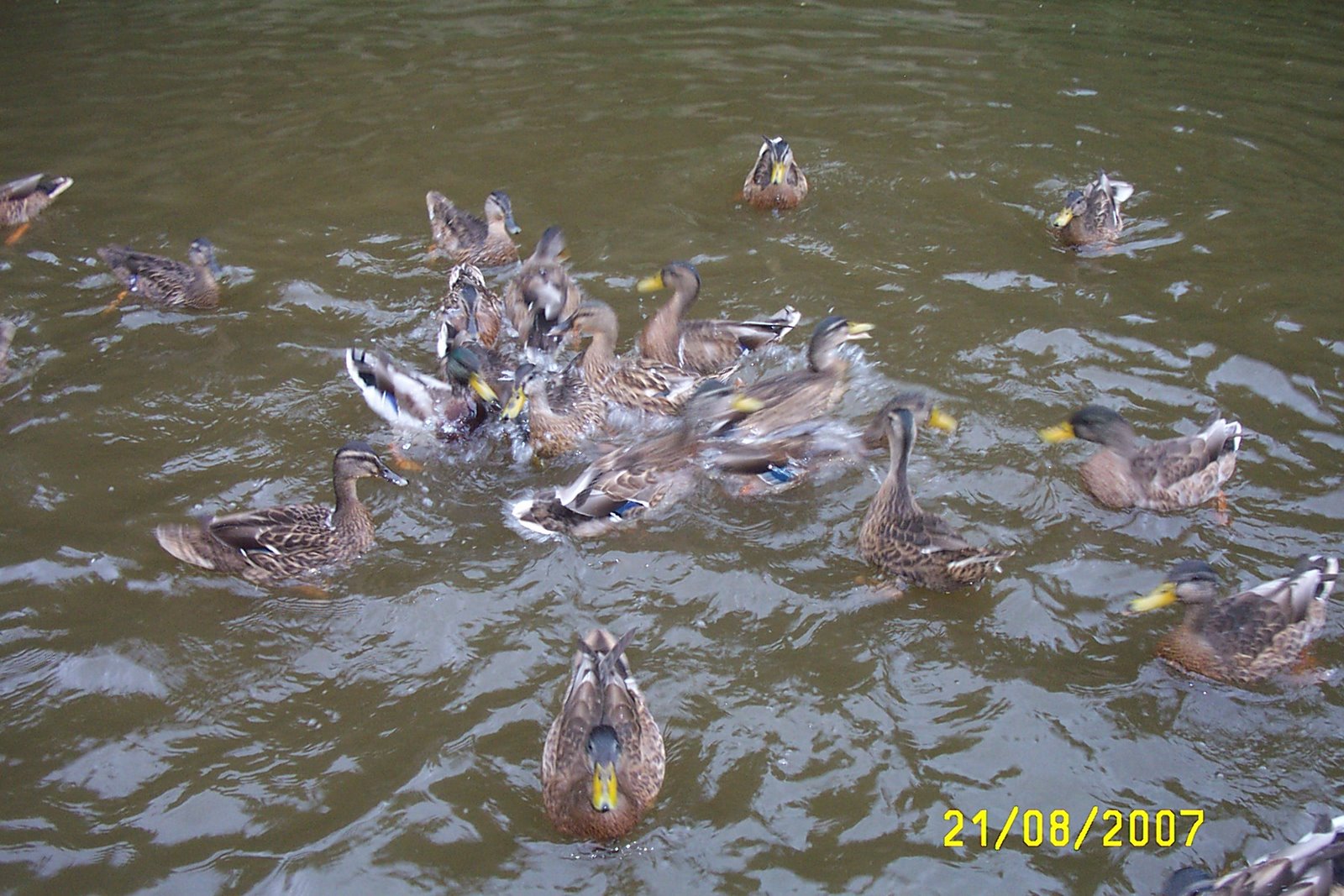[Aug+2007+230+Ducks+in+Gargrave.jpg]