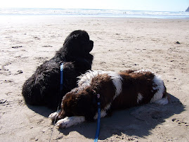 Our Newfies ~ TJ & Katie