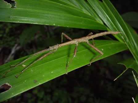 [walking+stick+insect....bmp]