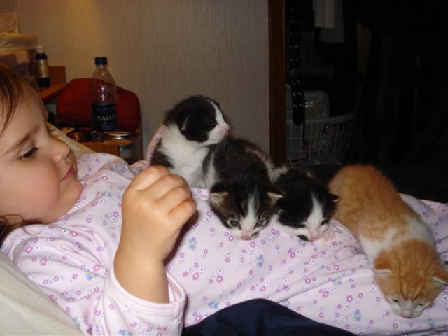 [Meika+and+kittens.jpg]