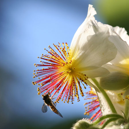 [pollenation1.jpg]