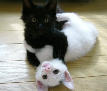 [gato-negro-gato-blanco.jpg]