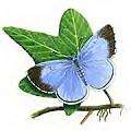 [Butterfly-Avatars_233.jpg]