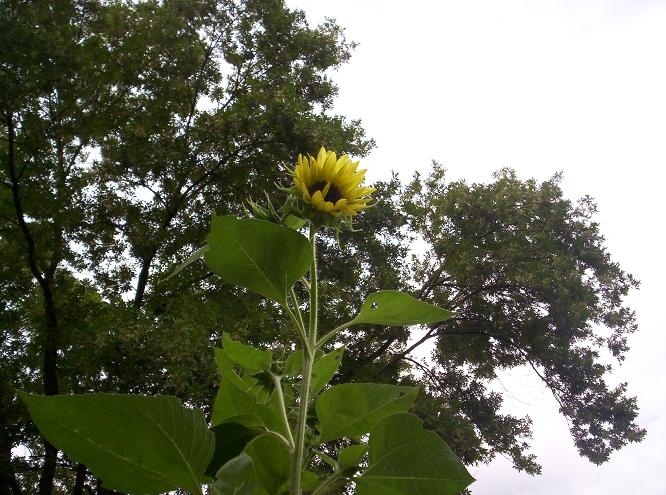[100_0558+blog+sunflower+4.JPG]