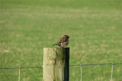 [sparrow-on-fencepost.jpg]
