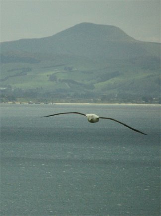 [albatross-flying.jpg]