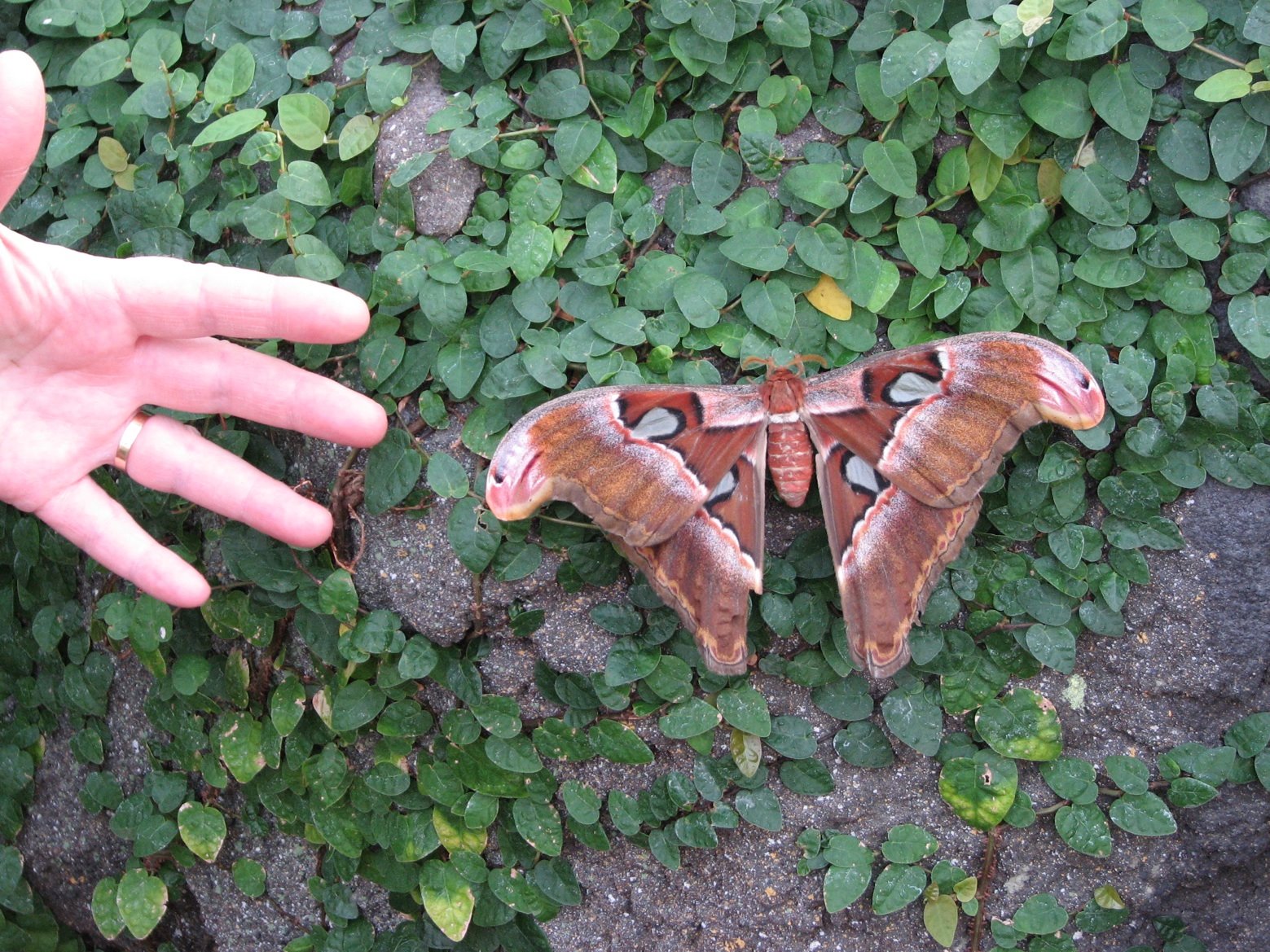 [butterfly+and+hand.jpg]