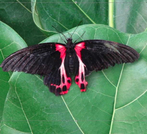 [red+and+black+butterfly.jpg]