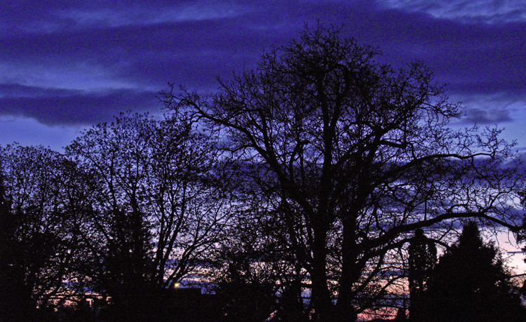 [tree+silhouettes+at+dusk+small.jpg]