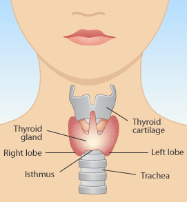[thyroid_gland_diag.gif]