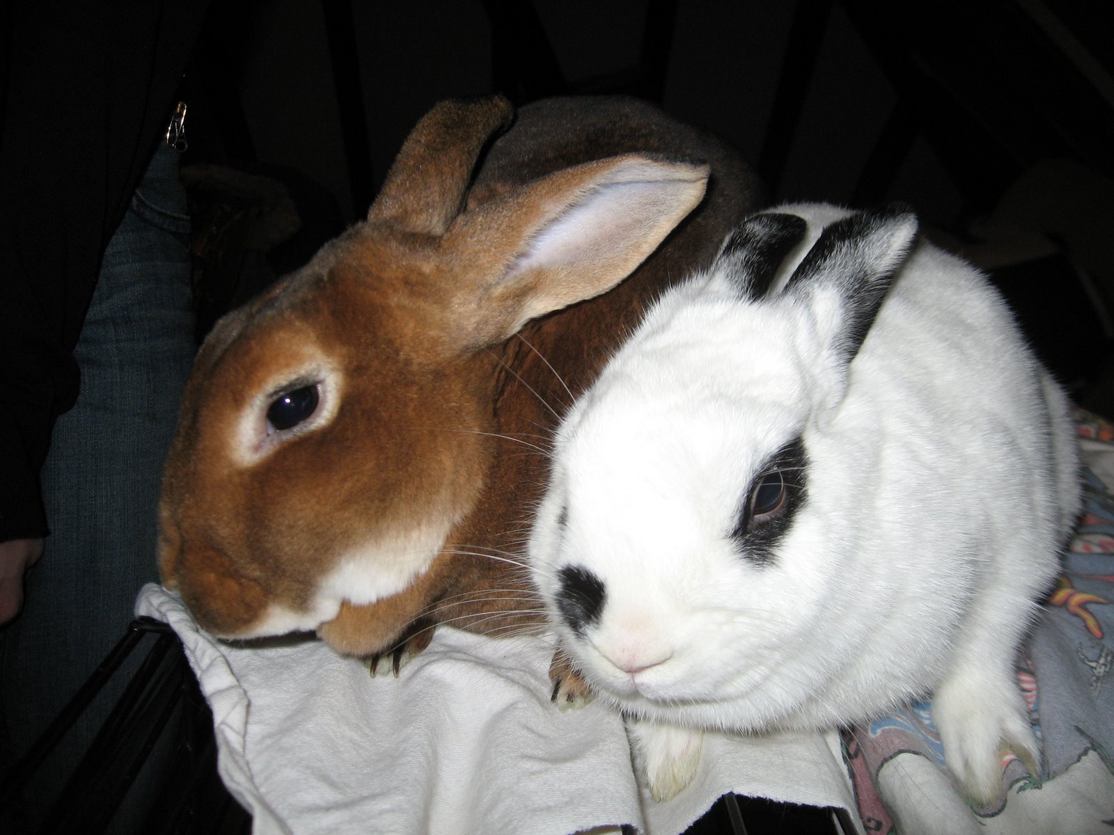 [bunniescutepic.jpg]