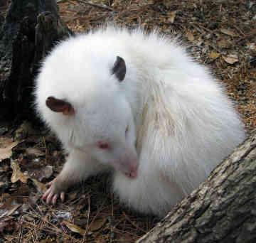 [opossum-0003.jpg]