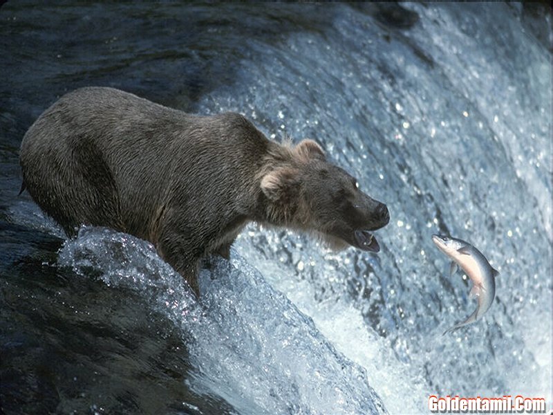 [Bear+fishing.JPG]