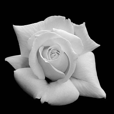 [rose+blanche.jpg]