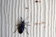Boxelder Bug "Leptocoris trivittatus"