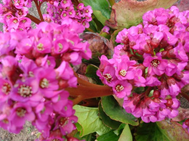 [js35-pink_flowers.JPG]