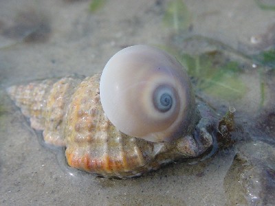 [snail3.JPG]