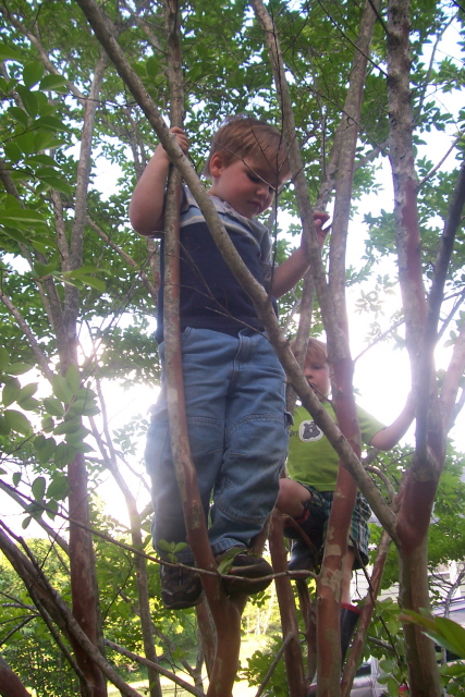 [Will+climbing+tree+with+Liam.JPG]