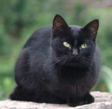 [gato-negro.jpg]