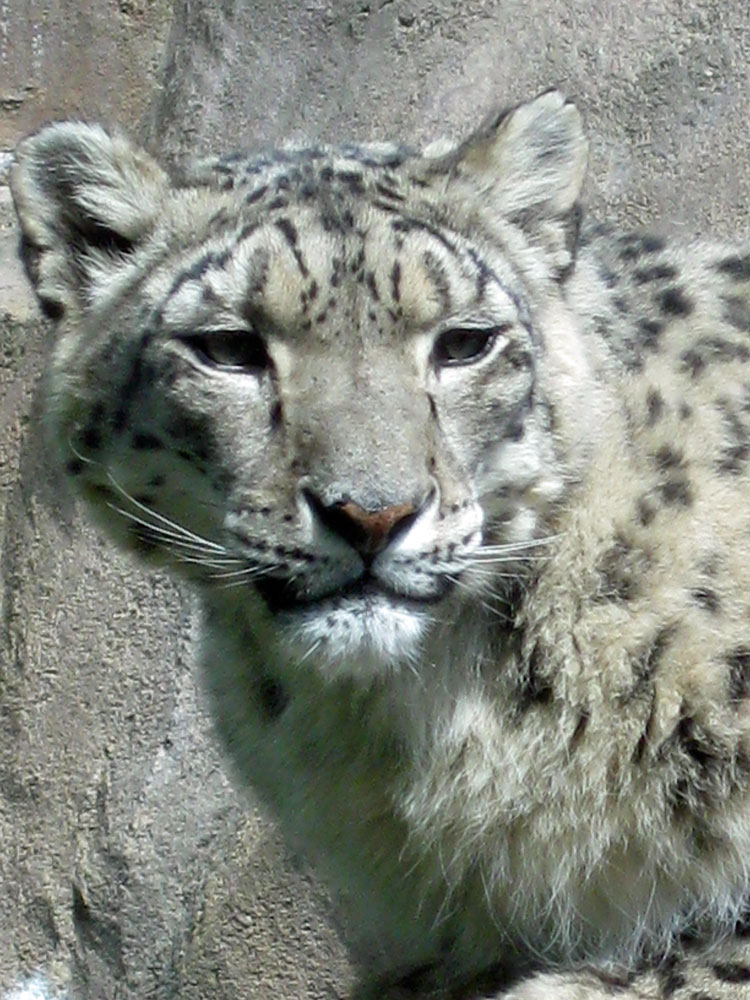 [Snow-Leopard.jpg]