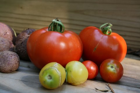 [tomatoes.JPG]