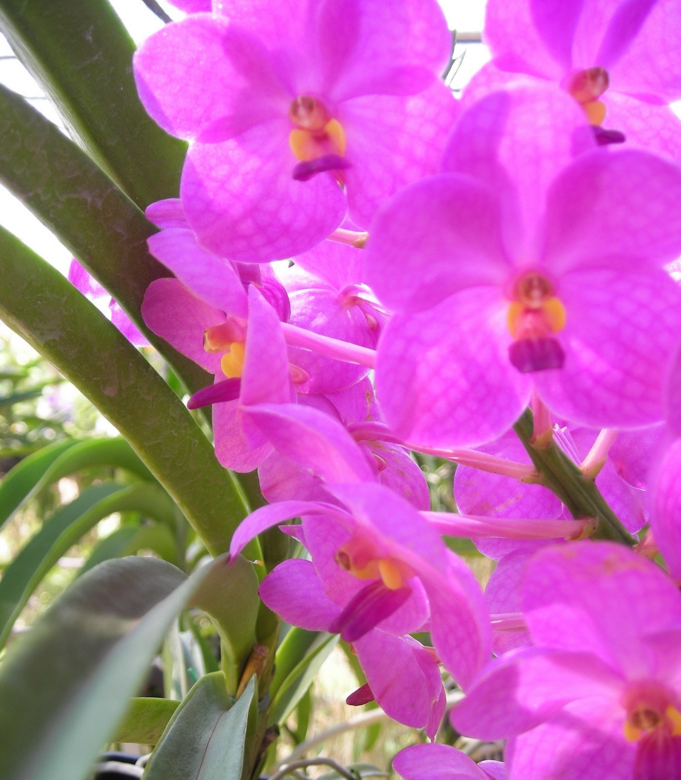 [orchids5.jpg]