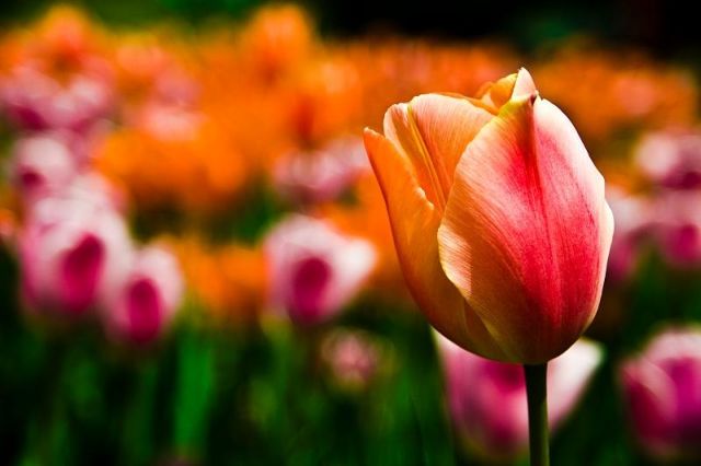 [tulips+via+chicagoist.jpg]