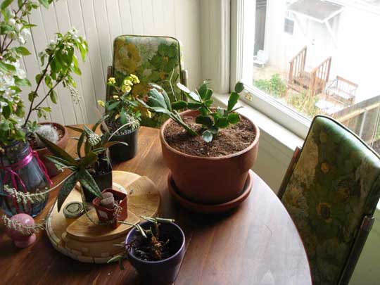 [tabletop+garden+via+apt+therapy2.jpg]