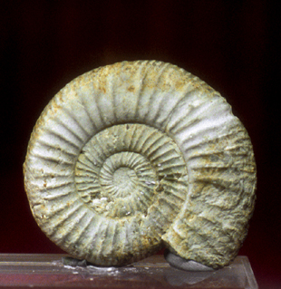 [ammonites.jpg]