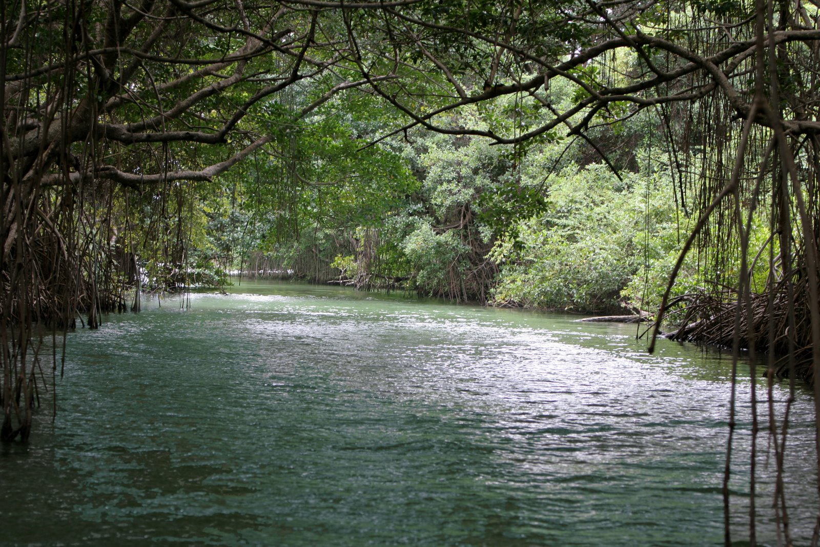 [mangrove+river.jpg]