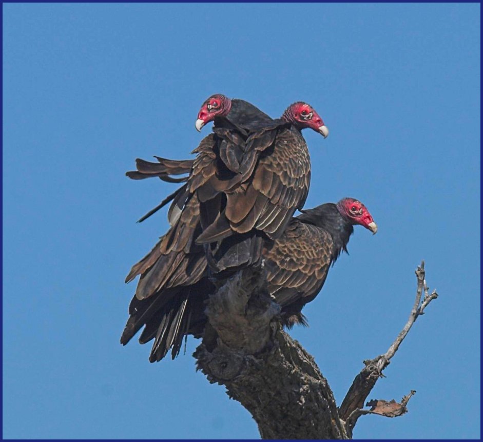 [turkey vultures.jpg]