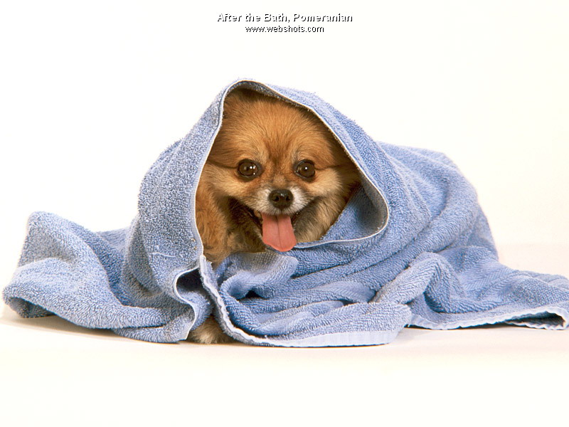 [dogs-afterthebath.jpg]