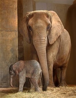 [Baby+Elephant.jpg]