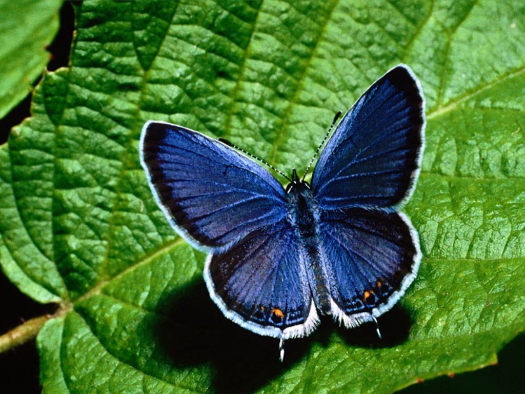 [Eastern_Tailed_Blue_Butterfly.jpg]