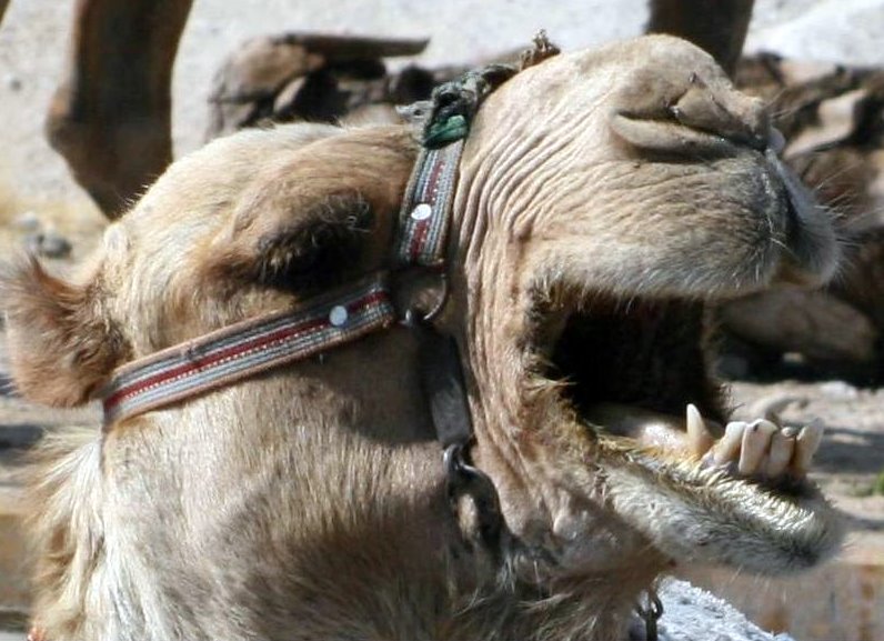 [Camel.JPG]