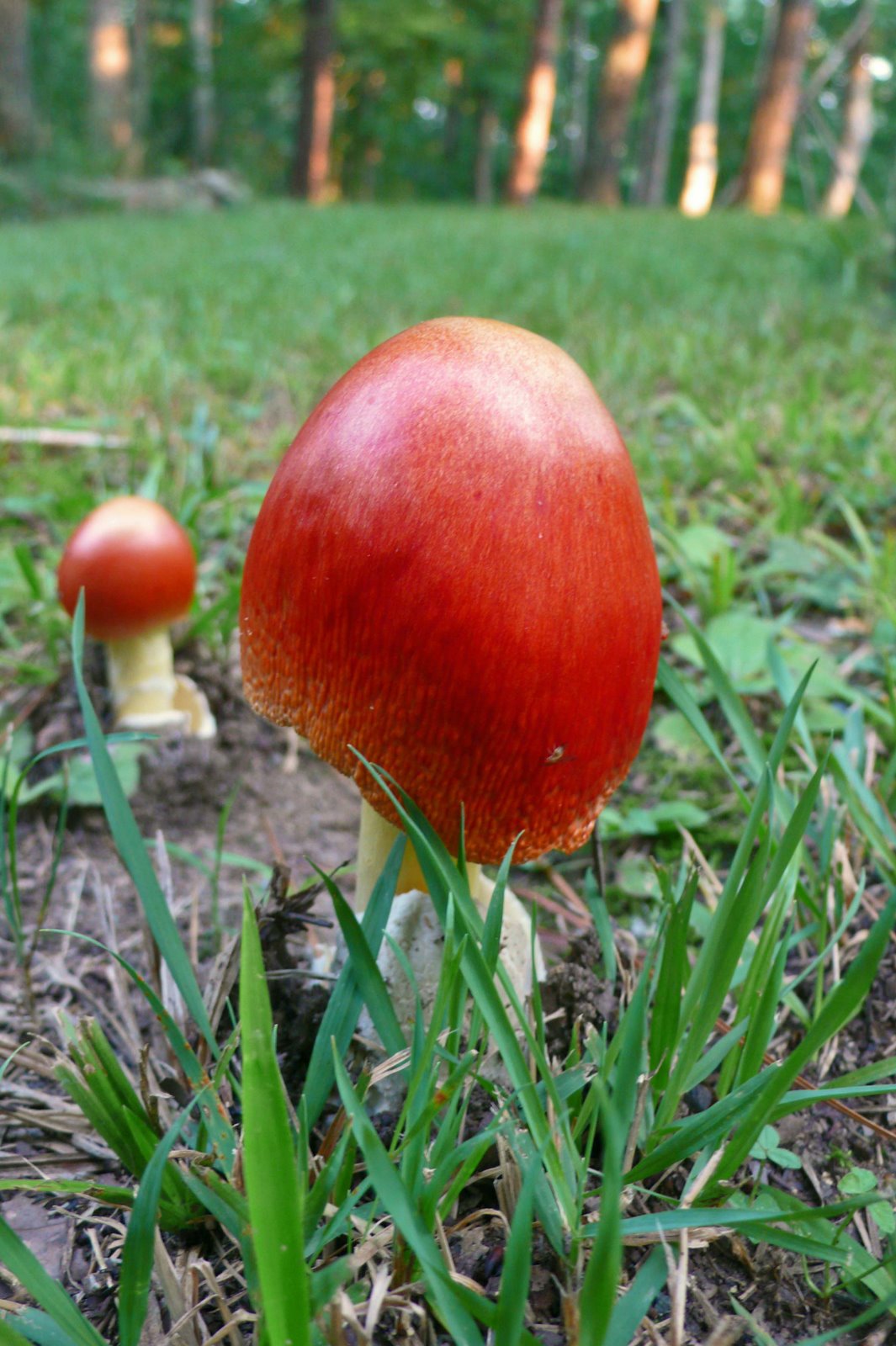 [Mushroom1.jpg]
