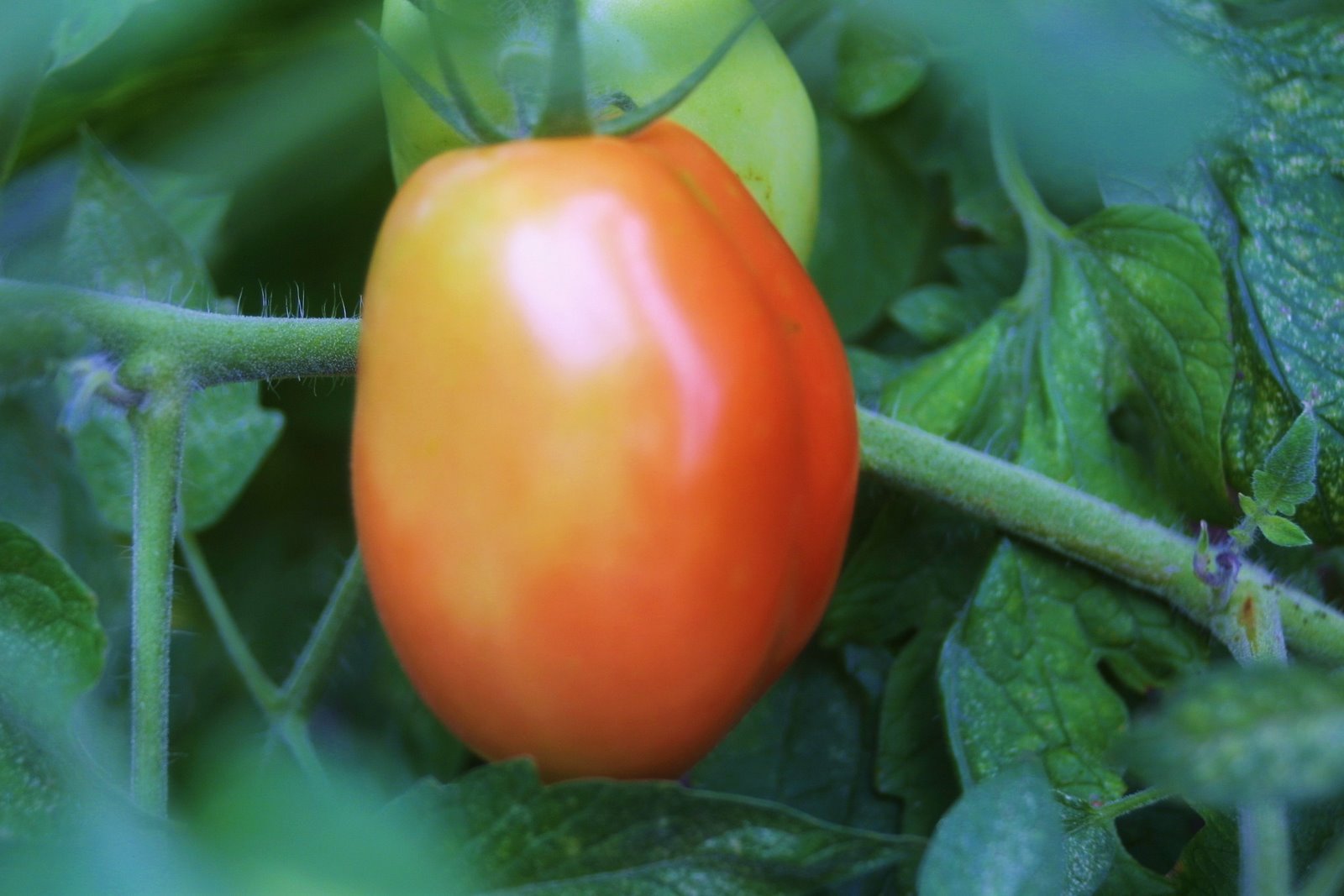 [tomater.jpg]
