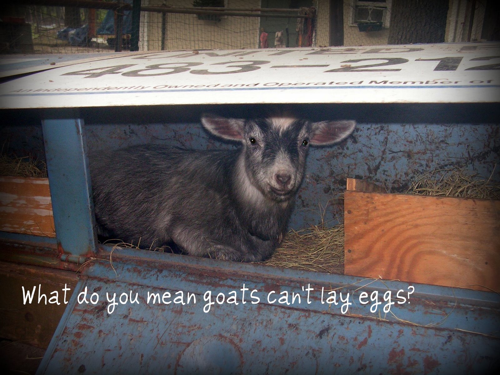 [goat+egg+001.jpg]